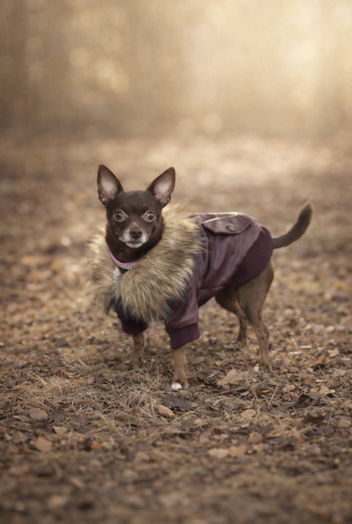 Max the dog